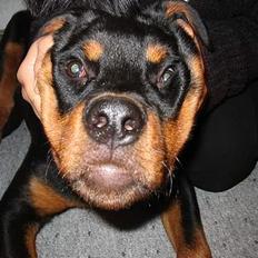 Rottweiler raco eller saaek s falco