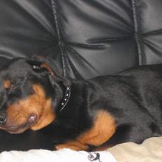 Rottweiler raco eller saaek s falco