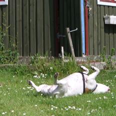 Amerikansk staffordshire terrier chika fik fred 23-03/10