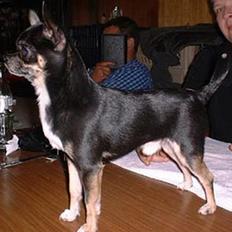 Chihuahua Tupac Shakur