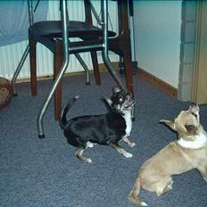 Chihuahua Tupac Shakur