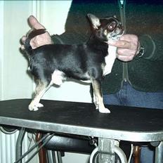 Chihuahua Tupac Shakur