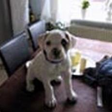 Amerikansk bulldog Nemo