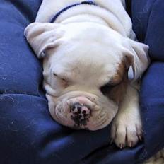 Amerikansk bulldog Nemo