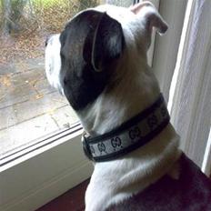 Staffordshire bull terrier TAICO PIRÉZ