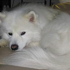 Samojedhund Enrico Of Buddha (RICKI)