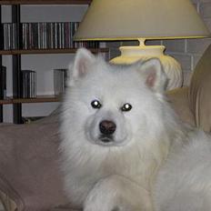 Samojedhund Enrico Of Buddha (RICKI)