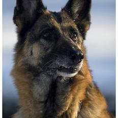 Schæferhund Scully RIP 090210