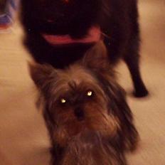 Yorkshire terrier mitzi