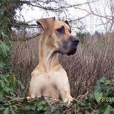 Grand danois Celeste