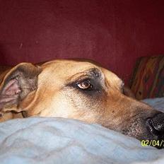 Grand danois Celeste