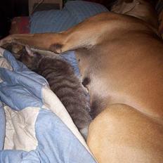 Grand danois Celeste