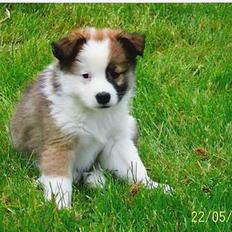 Islandsk fårehund Cinni