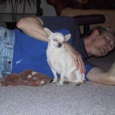 Chihuahua Mikki