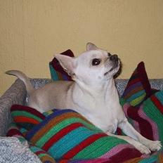 Chihuahua Mikki