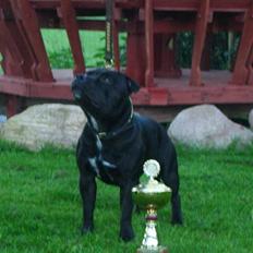 Staffordshire bull terrier  Engelsk Lemon