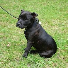 Staffordshire bull terrier  Engelsk Lemon