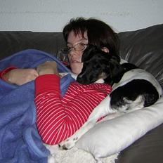 Dansk svensk gaardhund Simba 15/10