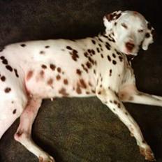 Dalmatiner Lady Lika