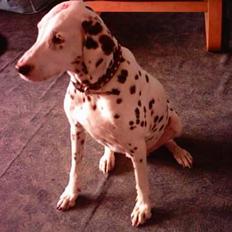 Dalmatiner Lady Lika