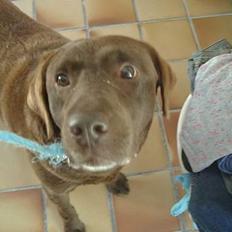 Labrador retriever Julle *DØD*