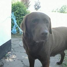 Labrador retriever Julle *DØD*