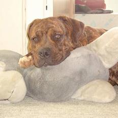 Blanding af racer Mailo  R.I.P.