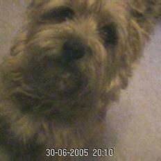 Cairn terrier Mathe
