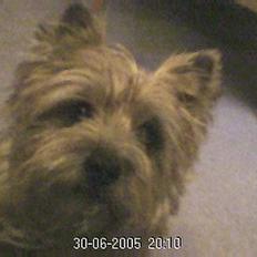 Cairn terrier Mathe