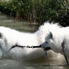 Samojedhund Kiaks Kenzo of Dancer