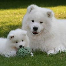 Samojedhund Kiaks Kenzo of Dancer