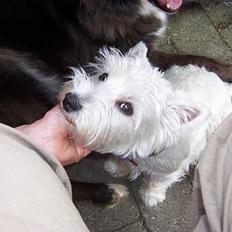 West highland white terrier Molly