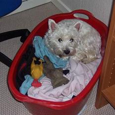 West highland white terrier Molly