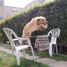 Blanding af racer malou