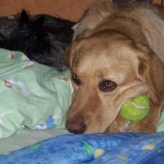 Blanding af racer malou