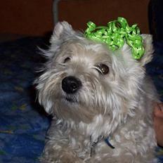 West highland white terrier Frida