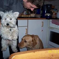 West highland white terrier Frida