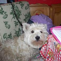 West highland white terrier Frida