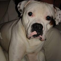 Amerikansk bulldog Chopin