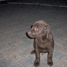 Labrador retriever Tyzon <3