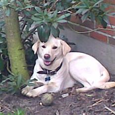 Blanding af racer MY