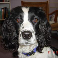 Engelsk springer spaniel Wiking Warrior Freja