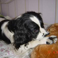 Engelsk springer spaniel Wiking Warrior Freja