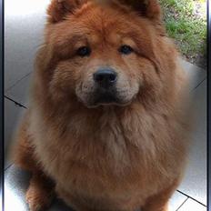 Chow chow tulle