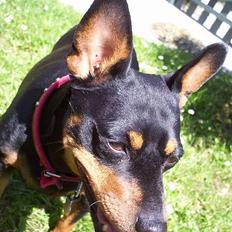 Dvaergpinscher Tulle