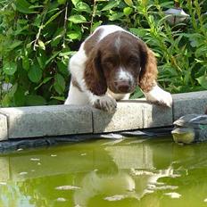 Engelsk springer spaniel mickey