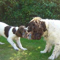 Engelsk springer spaniel mickey