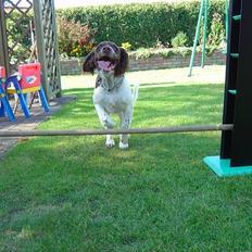 Engelsk springer spaniel mickey