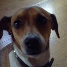 Blanding af racer bølle.