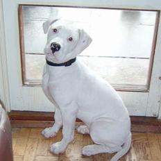 Amerikansk bulldog Oscar